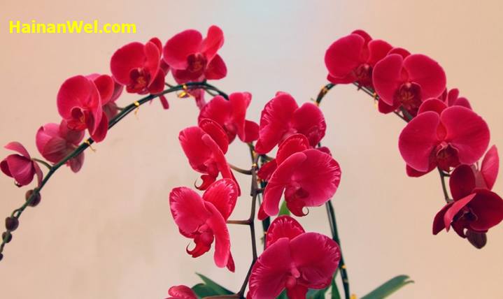 5th China(Sanya) International Orchid Show- Пятый Китайский Международный фестиваль-шоу орхидей в г.Санья 15.jpg
