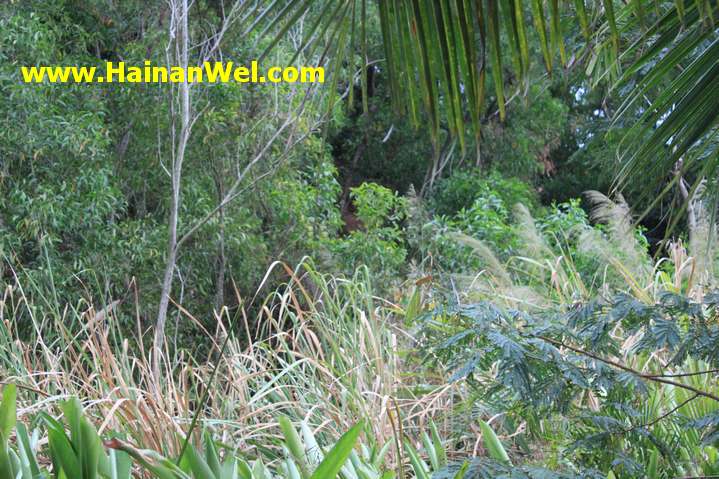 Rainforest in Sanya- Джунгли в г.Санья 19.JPG