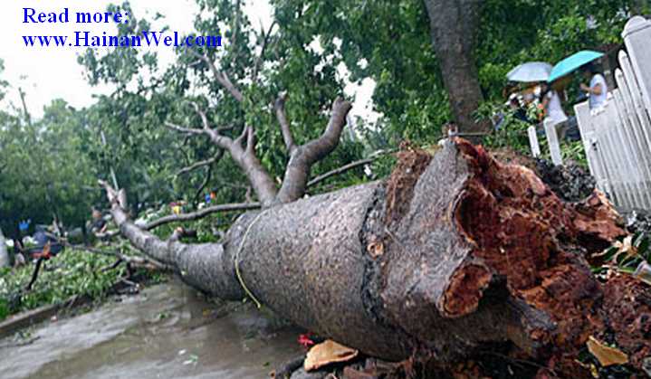 Typhoon Nesat-Тайфун Несат-2011-6.jpg