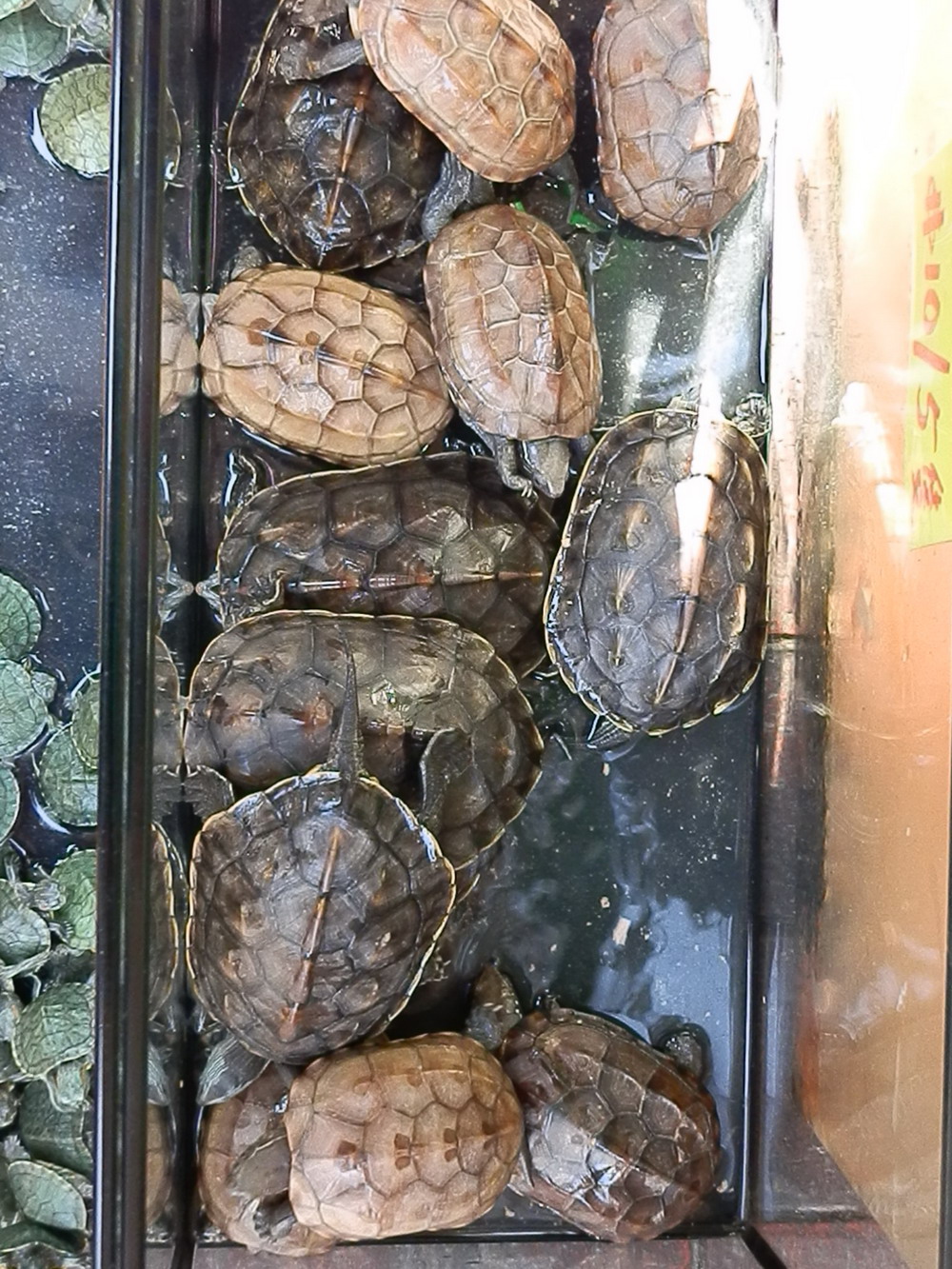 черепахи.jpg