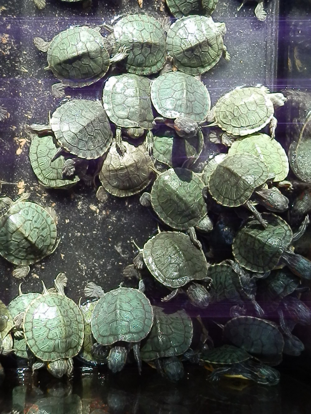 черепахи 2.jpg