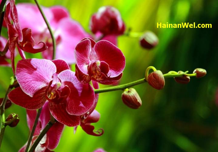 5th China(Sanya) International Orchid Show- Пятый Китайский Международный фестиваль-шоу орхидей в г.Санья 24.jpg
