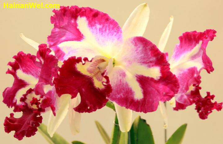 5th China(Sanya) International Orchid Show- Пятый Китайский Международный фестиваль-шоу орхидей в г.Санья 23.jpg