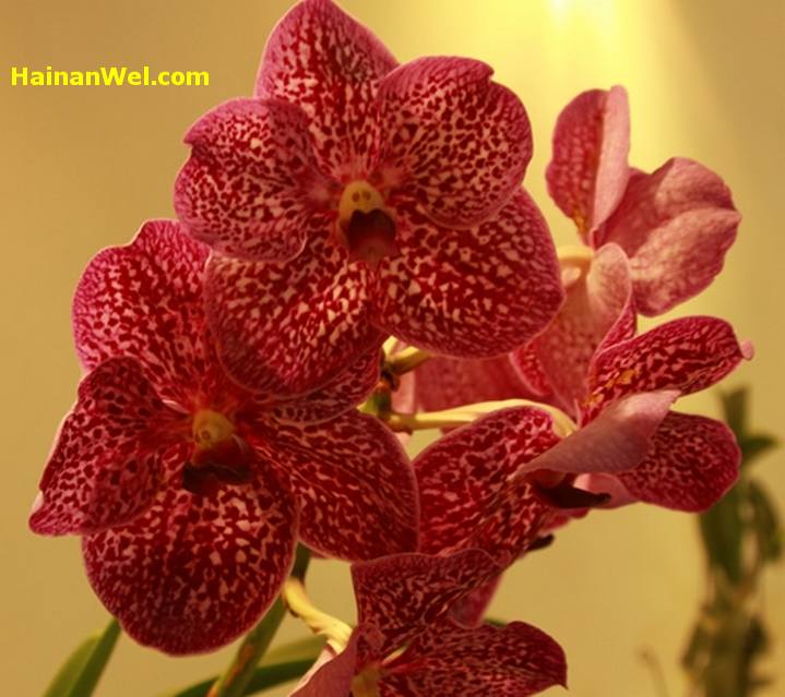 5th China(Sanya) International Orchid Show- Пятый Китайский Международный фестиваль-шоу орхидей в г.Санья 19.jpg