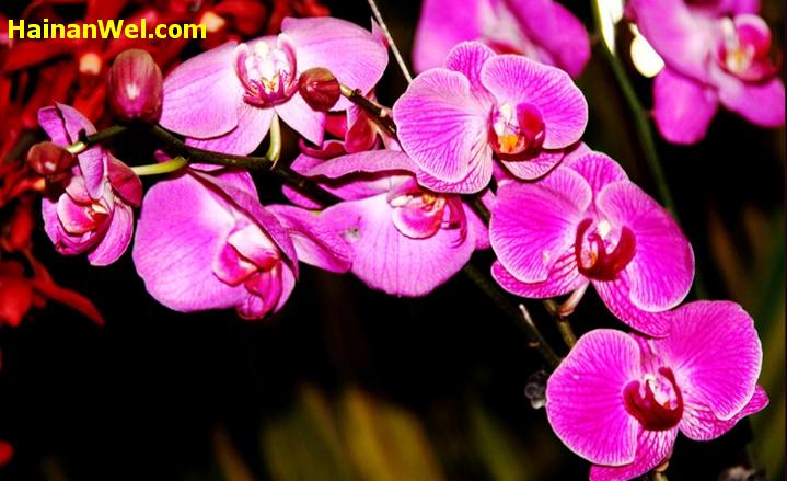 5th China(Sanya) International Orchid Show- Пятый Китайский Международный фестиваль-шоу орхидей в г.Санья 18.jpg