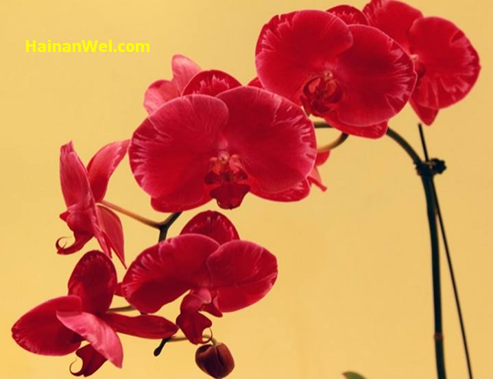 5th China(Sanya) International Orchid Show- Пятый Китайский Международный фестиваль-шоу орхидей в г.Санья 10.jpg