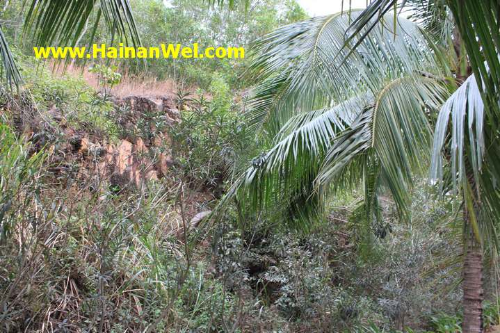 Rainforest in Sanya- Джунгли в г.Санья 18.JPG