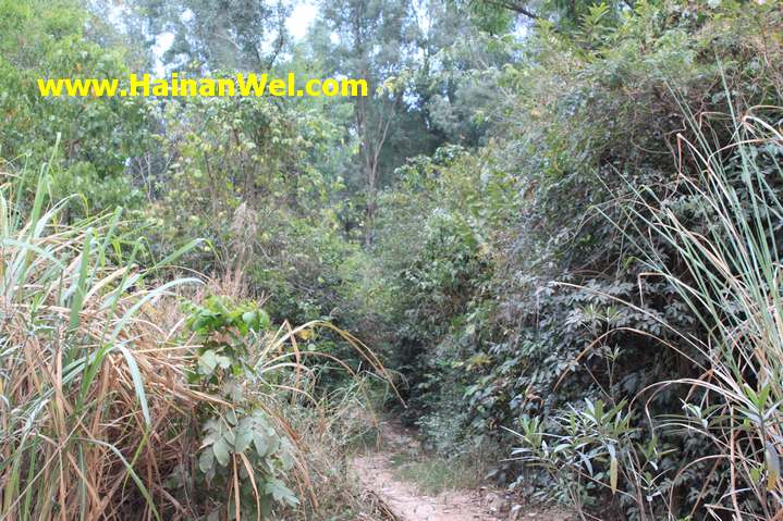 Rainforest in Sanya- Джунгли в г.Санья 16.JPG