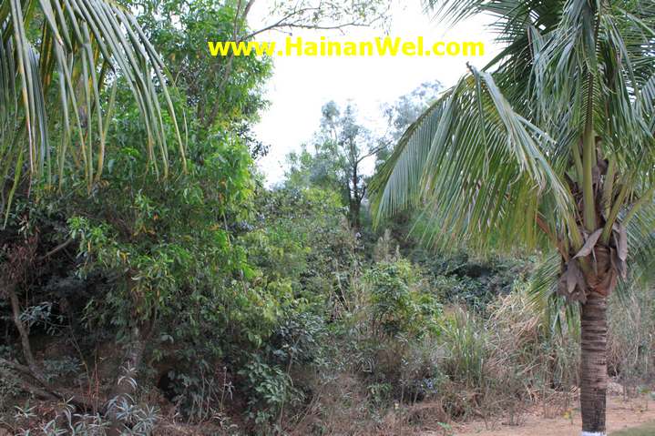 Rainforest in Sanya- Джунгли в г.Санья 14.JPG