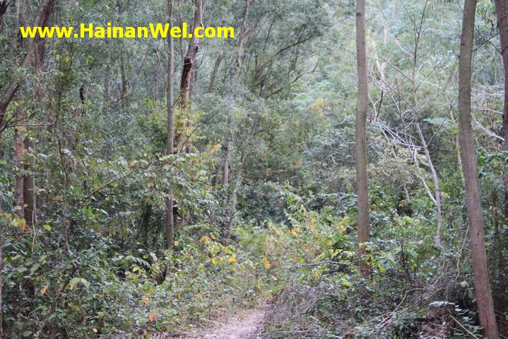 Rainforest in Sanya- Джунгли в г.Санья 11.JPG