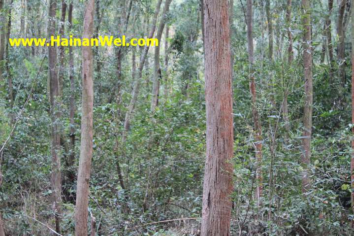 Rainforest in Sanya- Джунгли в г.Санья 10.JPG