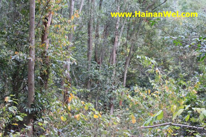 Rainforest in Sanya- Джунгли в г.Санья 9.JPG