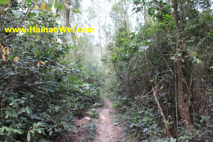 Rainforest in Sanya- Джунгли в г.Санья 8.JPG