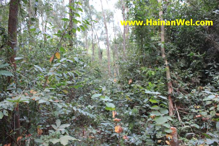 Rainforest in Sanya- Джунгли в г.Санья 7.JPG