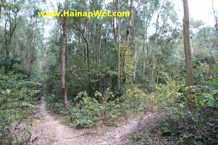 Rainforest in Sanya- Джунгли в г.Санья 4.JPG