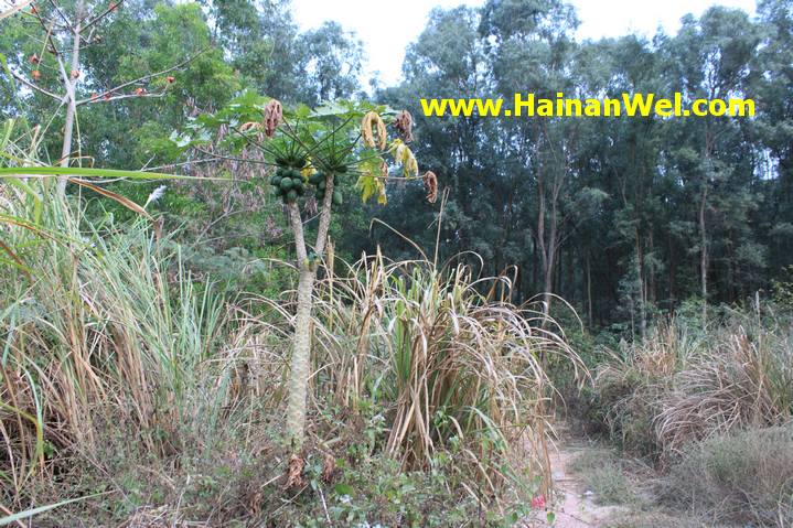 Rainforest in Sanya- Джунгли в г.Санья 3.JPG