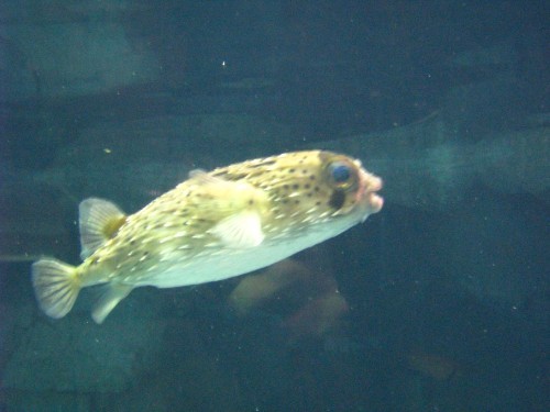 Diodontidae-Рыба шар.jpg