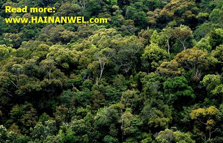 Hainan Jianfengling National Rainforest Park- Хайнаньский национальный лесной заповедник 3.jpg
