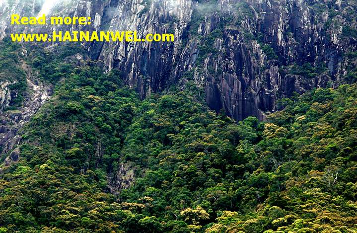 Hainan Jianfengling National Rainforest Park- Хайнаньский национальный лесной заповедник 2.jpg
